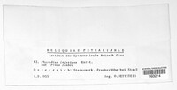 Gremmenia infestans image